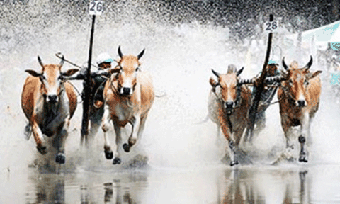 Hội đua bò Bảy Núi được công nhận Di sản văn hóa phi vật thể