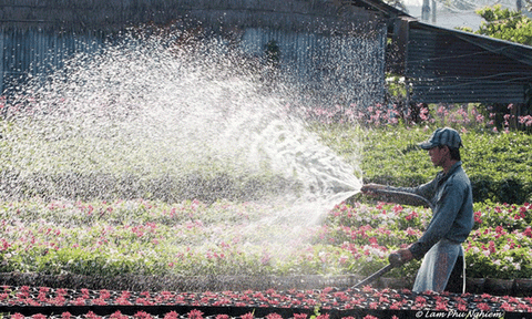 Muôn hoa Sa Đéc khoe sắc đón xuân về