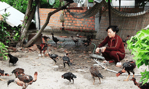 Vạn Ninh: Chủ động phòng, chống dịch bệnh gia cầm