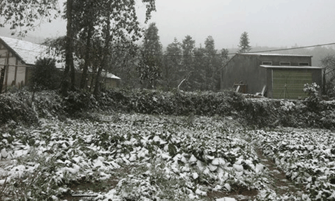 Nhiều địa phương thiệt hại nặng nề do đợt rét kỷ lục 