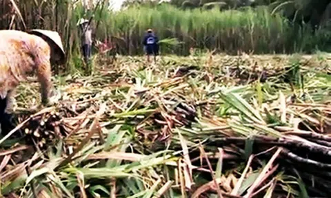 Nhà máy tranh mua, giá mía nguyên liệu tăng cao