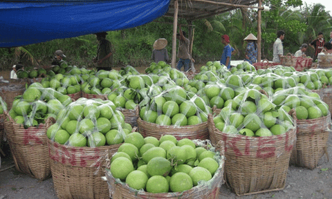 Miền Tây sốt bưởi chưng Tết