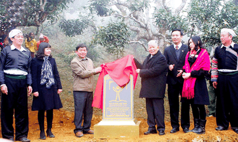 400 cây chè Shan tuyết ở Yên Bái được công nhận là Cây di sản Việt Nam