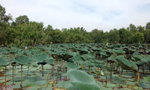 Du xuân phương Nam, say lòng người lữ khách