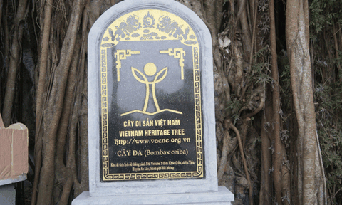 Hải Phòng: Thêm một cây di sản được vinh danh