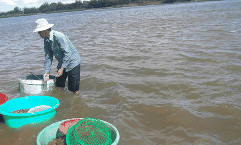 Ninh Thuận: Hến dày đặc lòng sông, 4 tiếng bắt được cả tạ