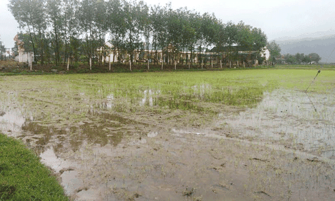 Xã Cẩm Trung trên con đường xây dựng nông thôn mới