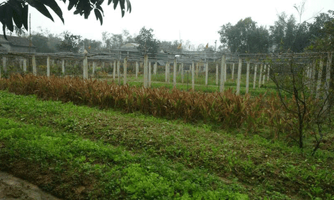 Diện mạo mới các khu dân cư kiểu mẫu ở Cẩm Quang