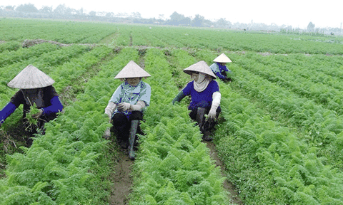 Bắc Giang: Sẽ có 12 xã về đích nông thôn mới