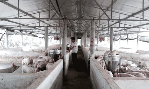 Phường Kỳ Thịnh: Quyết liệt triển khai nhiều nhiệm vụ trọng tâm trong năm 2016 