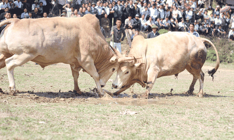 Chọi bò ở… cổng trời Mường Lống