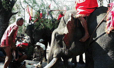 Về Buôn Đôn xem cúng... sức khỏe cho voi