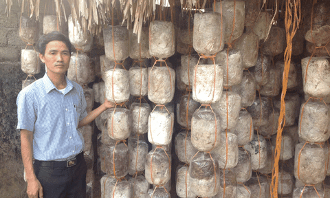 Mô hình trồng nấm ở Yên Thành