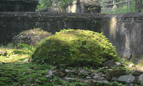 Thái giám triều Nguyễn và những bí ẩn số phận