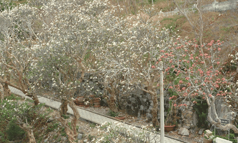 Chuyện chưa biết về Bạch Dinh – Vũng Tàu