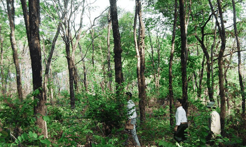 Khu rừng giáng hương, “báu vật” của người J’Rai