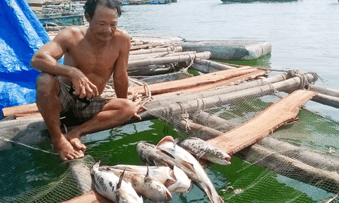 Kiên Giang: Cá bớp nuôi lồng bè trên biển chết hàng loạt 