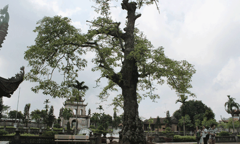 Văn Miếu Mao Điền xứ Đông