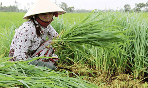 “Cẩm Lạc đẩy mạnh sản xuất, nâng cao thu nhập cho người dân”