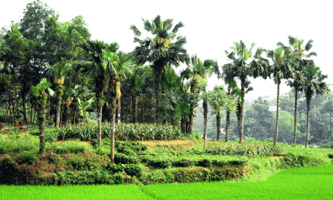 Yên bình xứ cọ