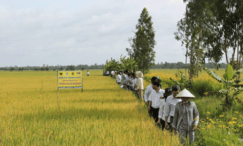Cần Thơ tăng mạnh diện tích cánh đồng lớn trong vụ Hè Thu
