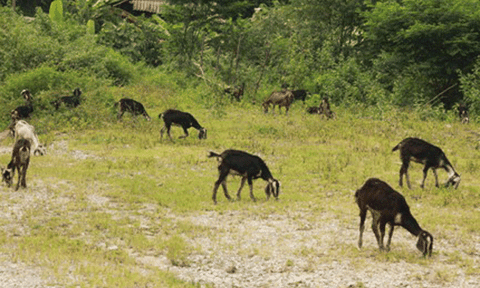 Hiệu quả bước đầu từ phát triển chăn nuôi dê lấy thịt