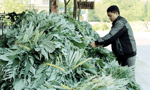 Thu tiền tỉ mỗi năm từ trồng cây atiso