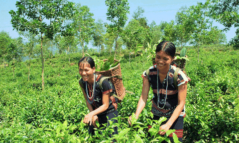 Hương chè Quyết Thắng