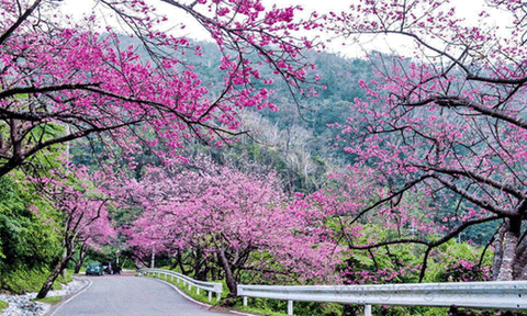  Đồng Nai sẽ rực rỡ trong lễ hội hoa anh đào 