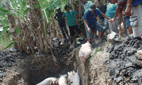 Tiền Giang: Thiêu hủy đàn lợn có sử dụng chất cấm