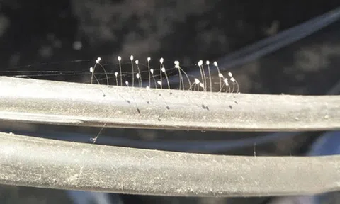  Nghệ An: Hoa Ưu đàm nở trên dây điện