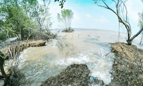 Cà Mau: Cứu đê biển Tây 