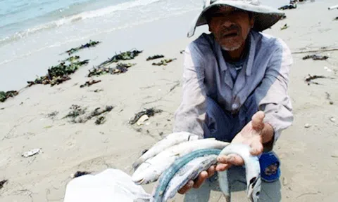 Ngư dân Quảng Bình đề nghị khám sức khỏe sau sự cố cá chết