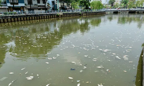 Xuất hiện cá chết dày trên đầu nguồn sông Sài Gòn 