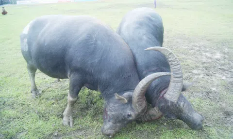 Hải Phòng: Ngày 11/7, lễ hội chọi trâu 2016