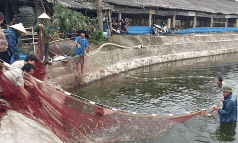 Phát triển kinh tế - xã hội: Ghi nhận ở Nghi Xá