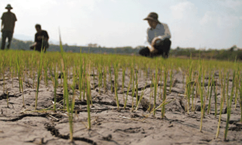 Kiên Giang xử lý nghiêm sai phạm chi tiền hỗ trợ thiệt hại do hạn mặn