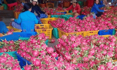 Thương lái Trung Quốc có lũng đoạn thị trường thanh long? 