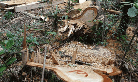 Vụ phá rừng Pơ mu ở Quảng Nam: Sẽ chỉ đạo xử lý nghiêm