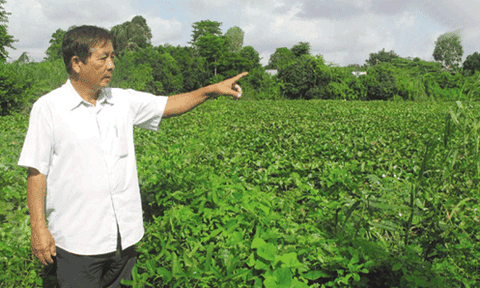 Cá tra “kêu cứu”