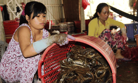 Sản xuất bẩn ở ĐBSCL: Lợn tiêm an thần, cá nuôi biến thành cá đồng