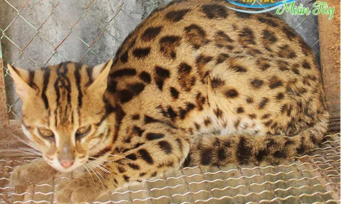 An Giang: Bắt “ông cọp” chuyên ăn gà, vịt