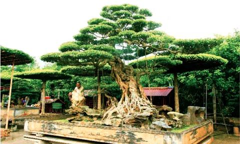 Vị Khê - giữ nghề cây cảnh đất Thành Nam