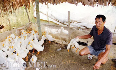 Vụ cá chết sông Âm: Đến lượt hàng trăm con vịt chết vì ăn cá