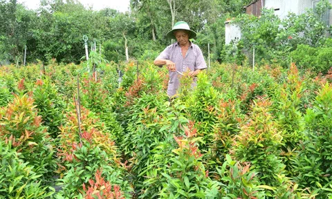  Nông thôn mới, lực đẩy để cù lao Bình Thạnh vươn mình