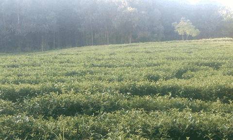 Xã Kỳ Tây: 6 tháng đầu năm, nhiều lĩnh vực đạt “đích”