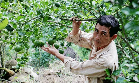 Sung túc vùng biên An Giang