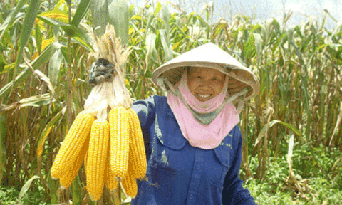 Xã Nghĩa Lợi: 6 tháng đầu năm, nhiều lĩnh vực đạt và vượt