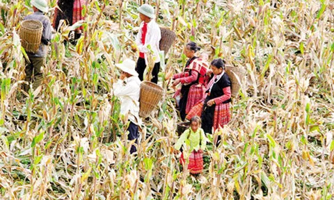 Tập quán canh tác nương rẫy truyền thống của người Hmông ở Sơn La