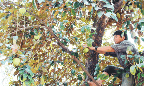 Xã Diên Bình: Cần thử nghiệm chuyển đổi cây trồng